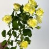 Жёлтые кустовые розы — изображение 4