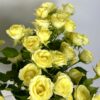 Жёлтые кустовые розы — изображение 3
