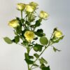 Жёлтые кустовые розы — изображение 2