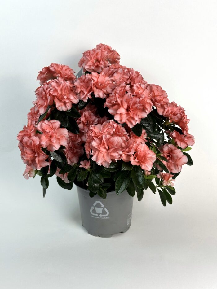 Персиковая Азалия
