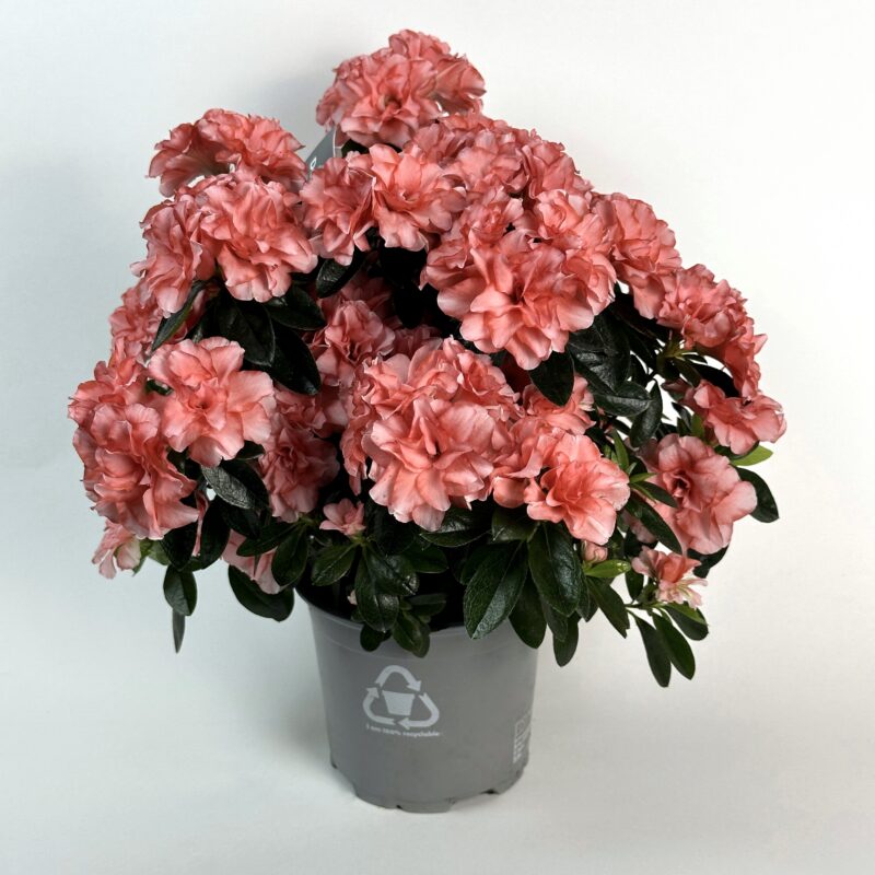 Персиковая Азалия