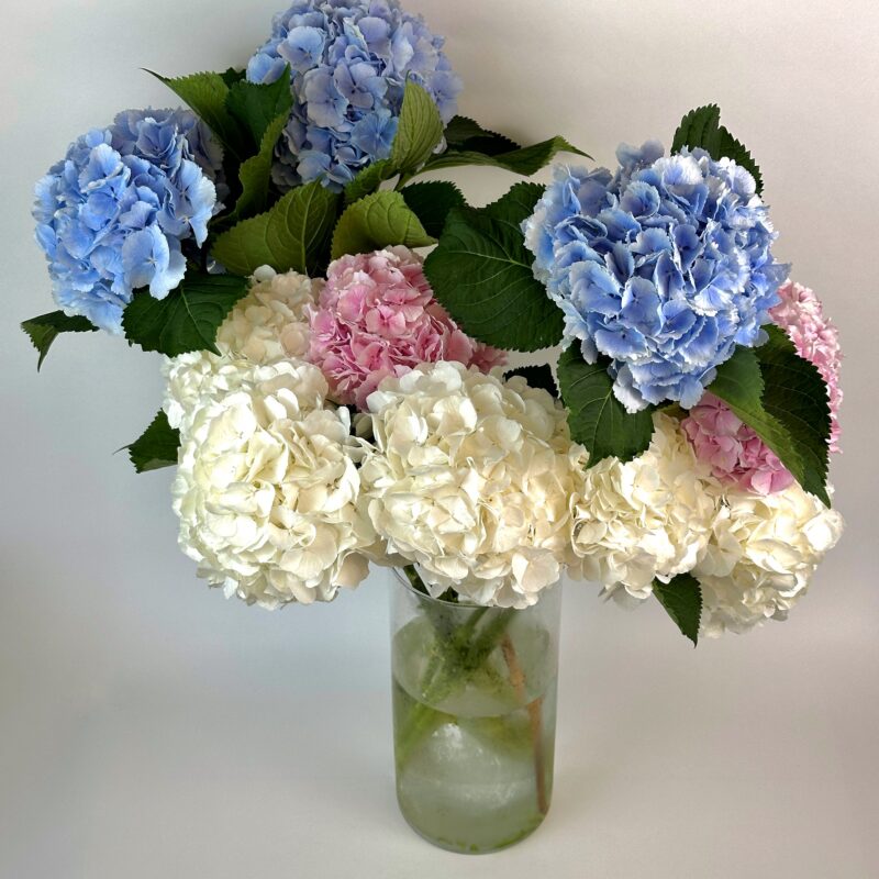 Голландская гортензия