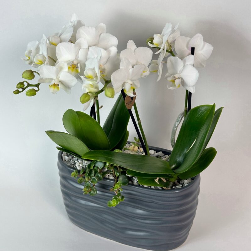 Композиция с орхидеями