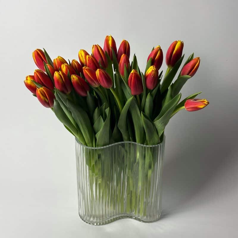 25 тюльпанов (Р)