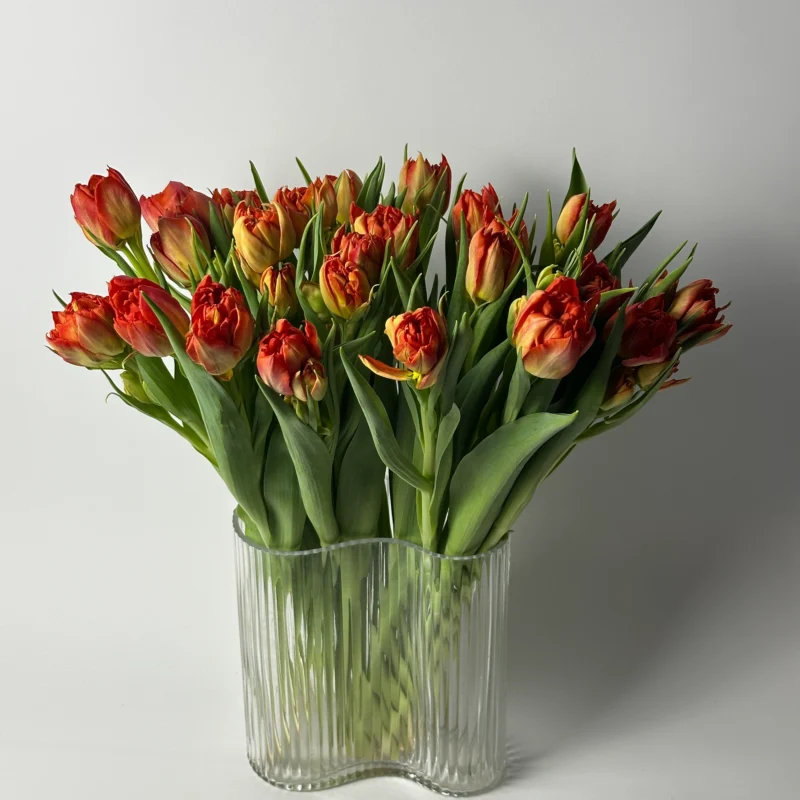 25 тюльпанов (D)