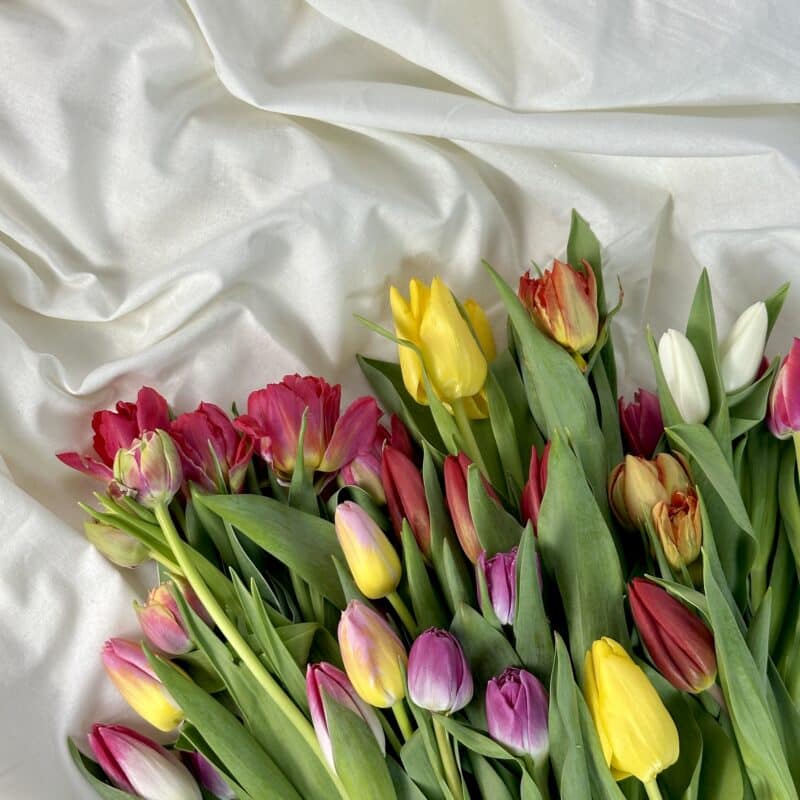 Микс из 25 тюльпанов