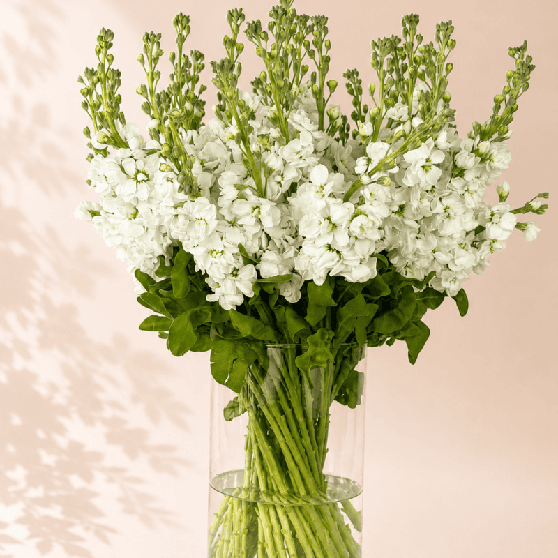 matthiola