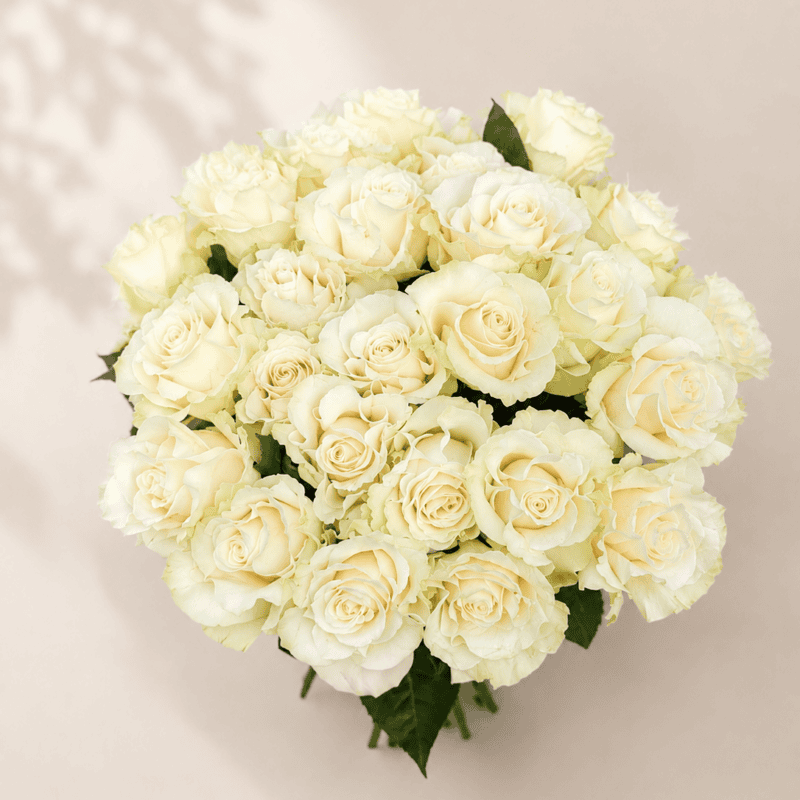 25 FRENCH ROSES
